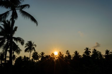 Koh Samui Tayland Hindistan cevizi ağacı üzerinde gündoğumu silüeti