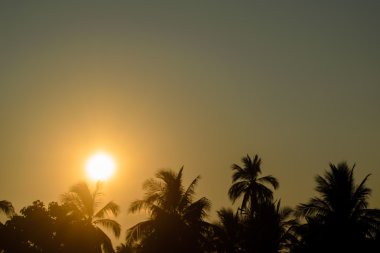 Gündoğumu ile Hindistan cevizi ağacı Koh Samui Tayland