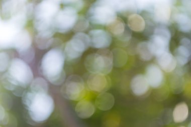 Soyut Yeşil Doğa arka plan bulanıklık