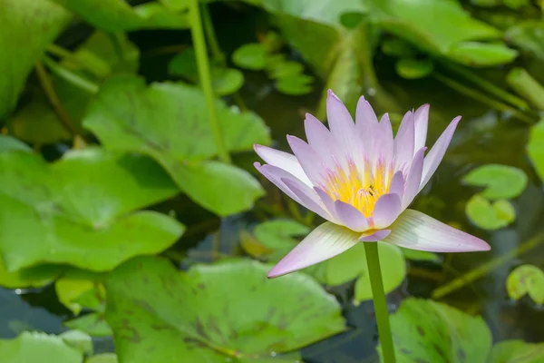 Lotus in pond in garden — Stock Photo, Image