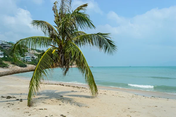 Tropiska vacker strand med kokosnöt träd i Koh Samui, Thailand — Stockfoto