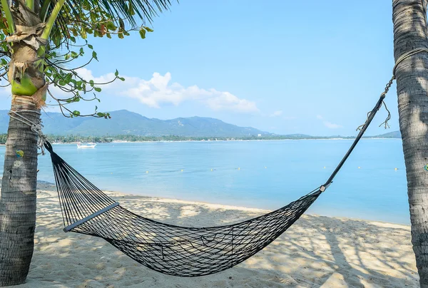 Hindistan cevizi ağaçları, Koh Samui Tayland arasında boş hamak