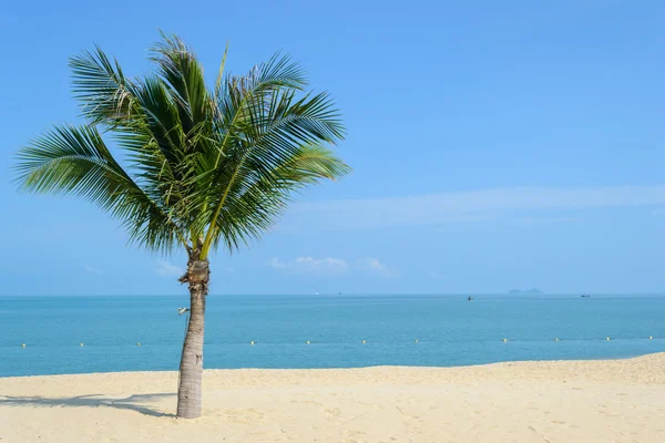 Koh Samui, Tayland Hindistan cevizi ağacı ile güzel bir plaj — Stok fotoğraf