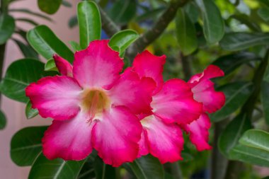 Adenium obesum (çöl gülü) çiçek bahçesinde