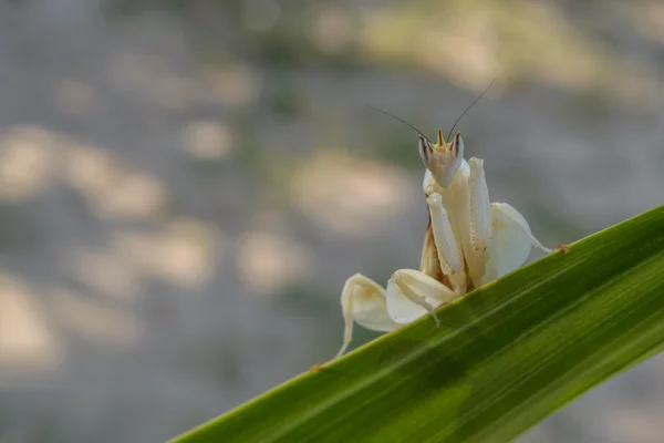 White praying mantis on leaves in garden — Stock Photo, Image
