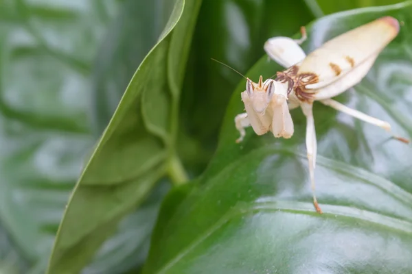 White praying mantis on green Leaves — Stock Photo, Image