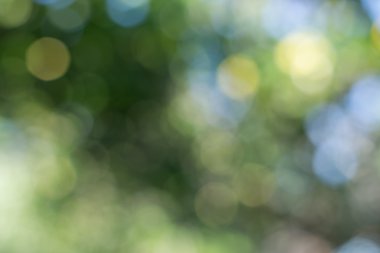 doğal bulanıklık soyut ve yeşil arka plan bulanıklaştırma