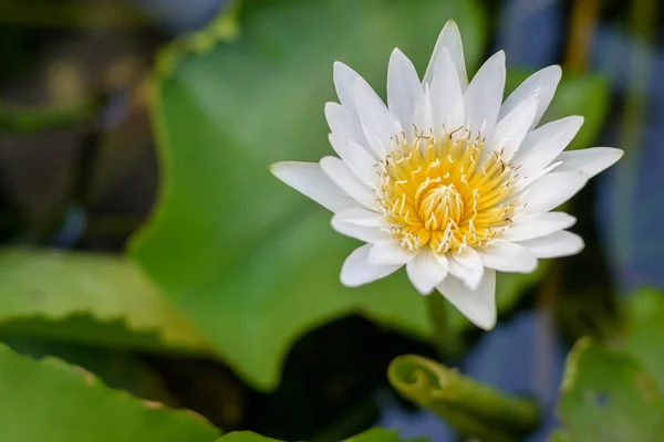 Witte lotusbloem in de vijver — Stockfoto