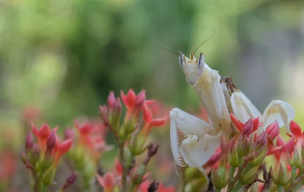 Mantis religiosa blanca en flor — Foto de Stock