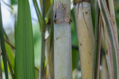 Bahçesinde taze şeker kamışı kadar kapatın