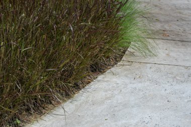 kırmızı ot arka plan ile çimento yürüyüş yolu