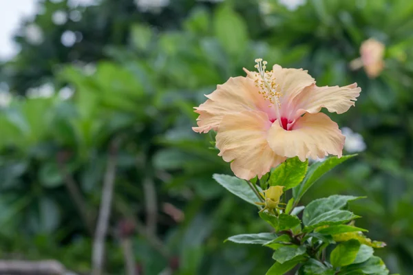 Yellow hibiscus flowers in a tropical garden — Stock Photo, Image