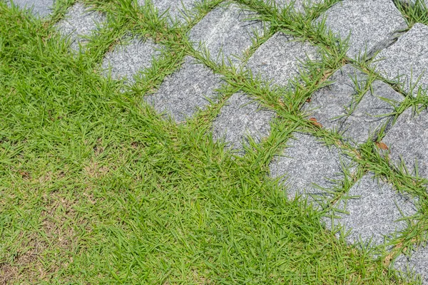 Straat stenen stenen met groen gras in de tuin — Stockfoto