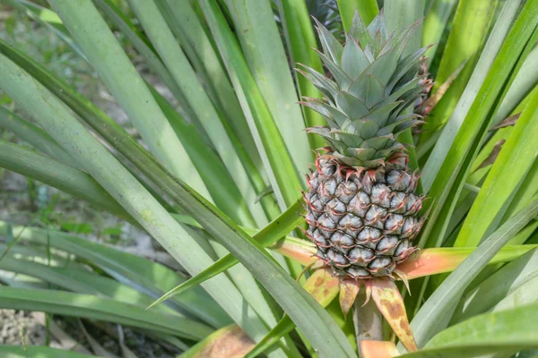 Frische Bio-Maulbeere für gesunde — Stockfoto