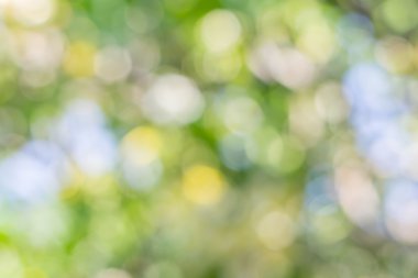 Doğal yeşil parlak arka plan bulanıklık