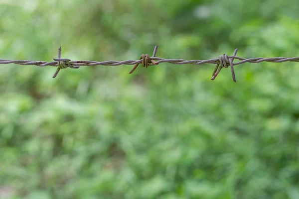 Arame farpado na grama desfocada natureza verde — Fotografia de Stock