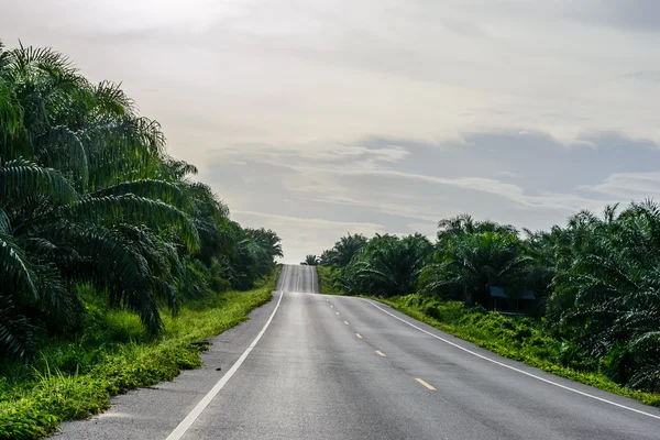 asfalt yol ülke palmiye ağaçları ve çoğunlukla bulutlu öğleden sonra