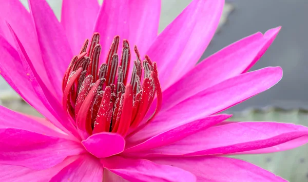 Beautiful pink lotus background — Stock Photo, Image