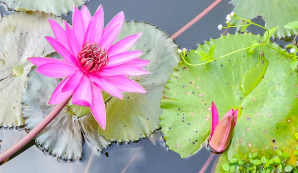 Lotus flower on the pond — Stock Photo, Image