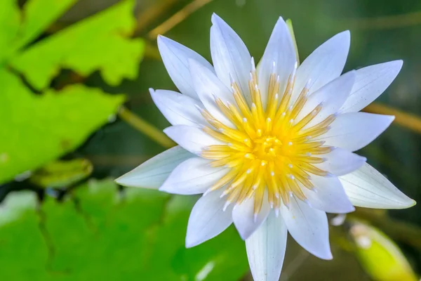 Mooie waterlelie of lotusbloem in vijver — Stockfoto