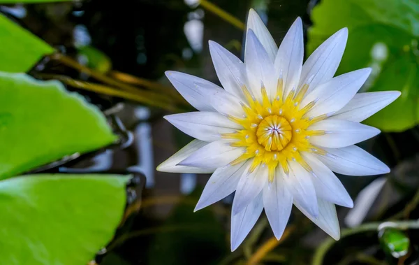 Beautiful waterlily — Stock Photo, Image