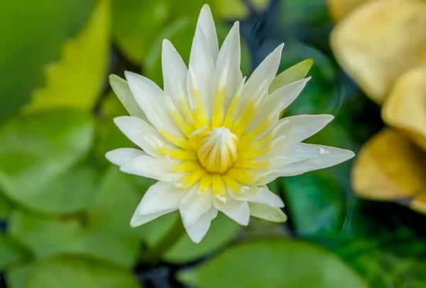 Mooie paarse lotusbloem — Stockfoto