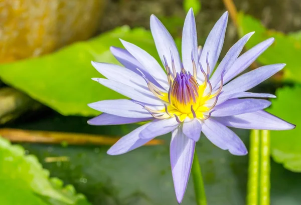 Paarse lotusbloem — Stockfoto