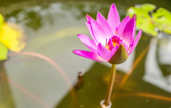 Pink lotus flower — Stock Photo, Image