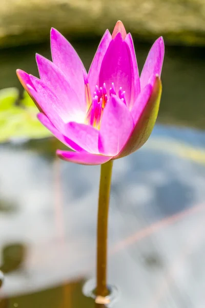 Mooie roze lotus achtergrond — Stockfoto