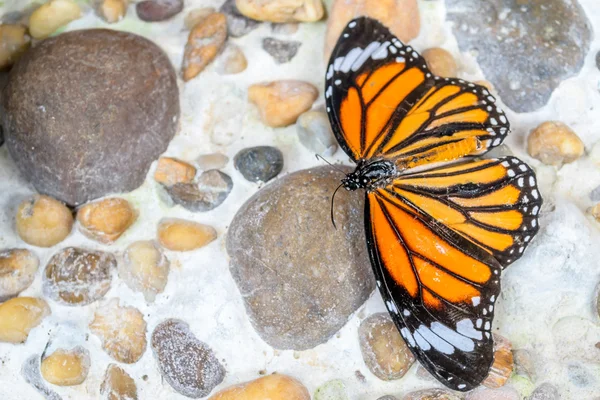 Rocks with butterfly — Stock Photo, Image