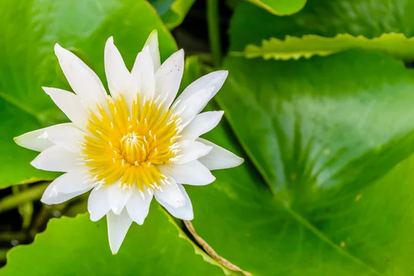 Witte lotus — Stockfoto