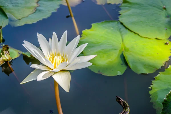 White lotus — Stock Photo, Image