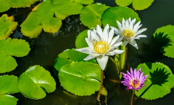 Gele lotus en roze lotus — Stockfoto