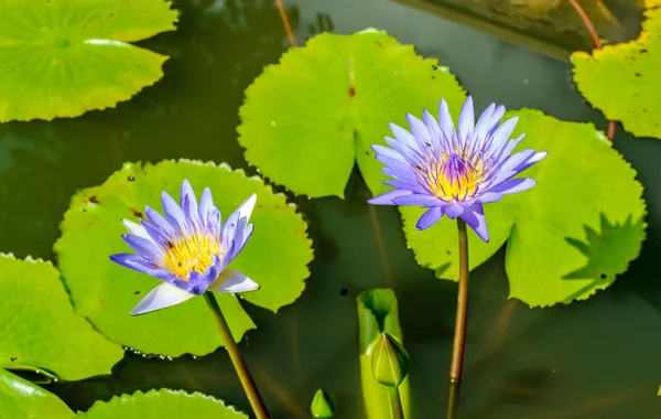 Two lotus — Stock Photo, Image