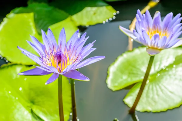 Paarse lotus — Stockfoto