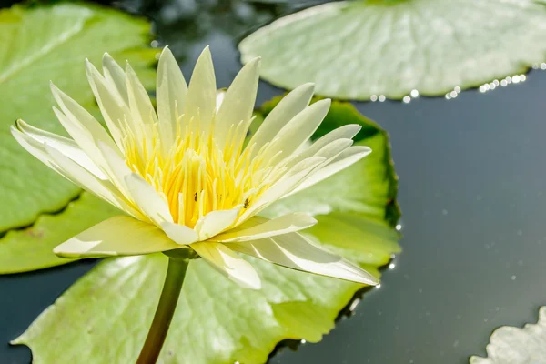 Gele lotus — Stockfoto