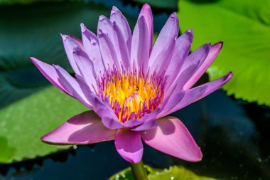 pembe lotus veya nilüfer