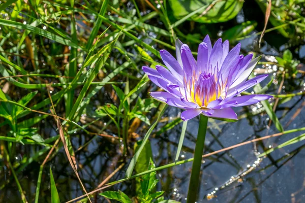 Paarse lotus — Stockfoto