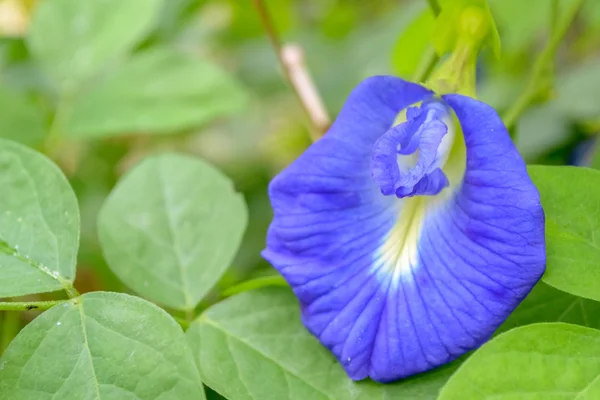 Butterfly pea — Stock fotografie