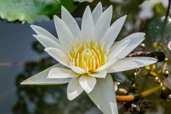 Schöne Lotusblumen blühen — Stockfoto