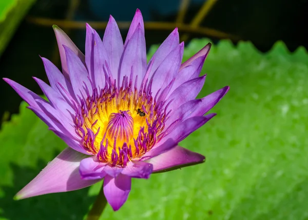 Paarse lotusbloem, water lily — Stockfoto