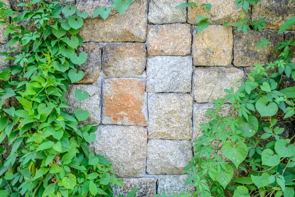 Feuille verte avec mur de pierre — Photo