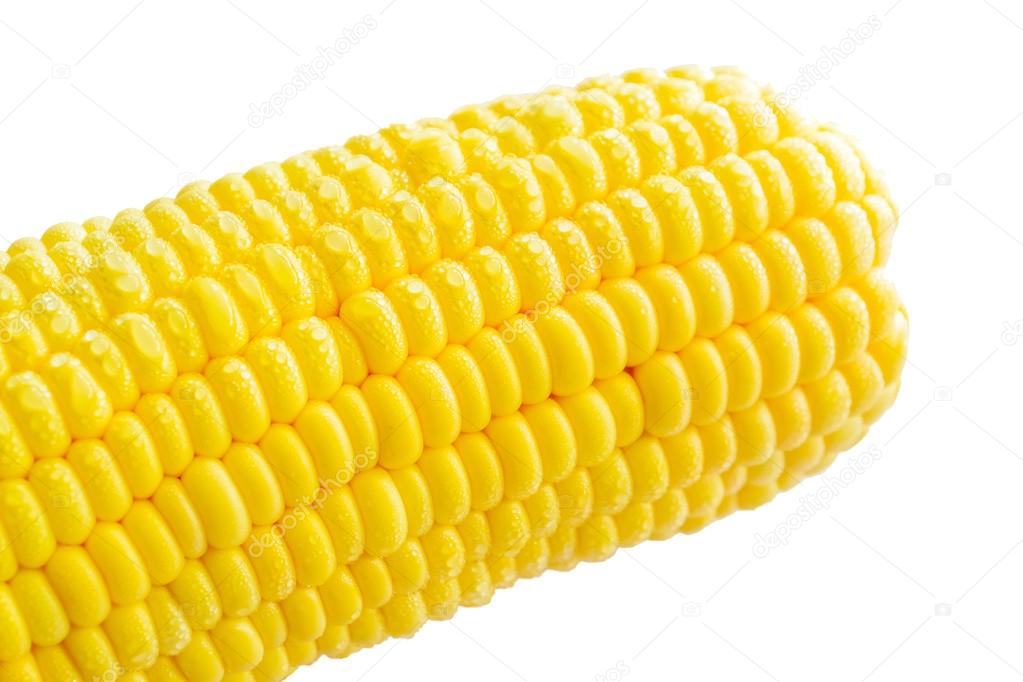 Corn on white backgrounds