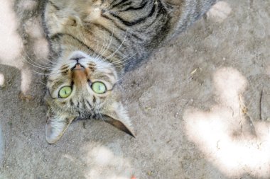 Tay kedi, öylesine şirin portresi