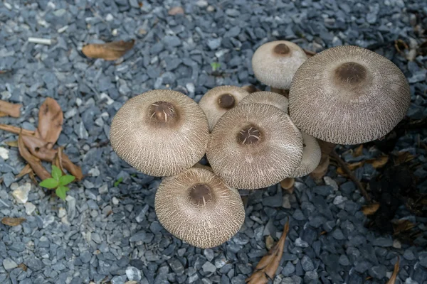 Groupe de champignons — Photo