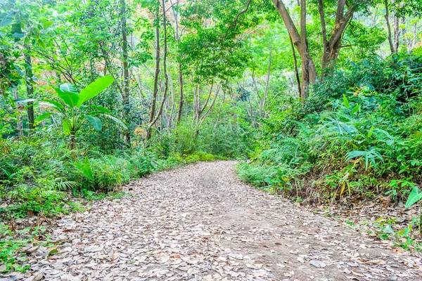 Chemin de terre avec arbre — Photo