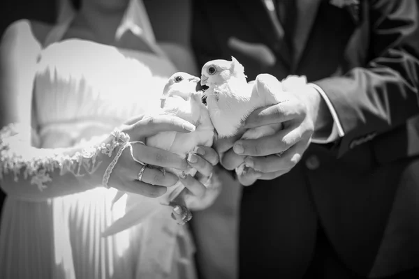 Beautiful bride and groom are holding white doves black and white photo — Stock Photo, Image