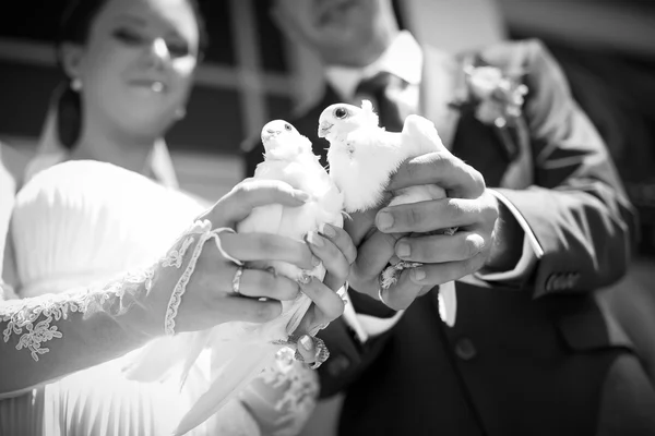 Bella sposa e lo sposo sono in possesso di colombe bianche foto in bianco e nero — Foto Stock