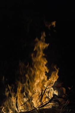 Hangi dallar yanmak yangın