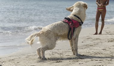Kurtarma köpeği dalış için hazır